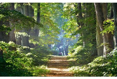 Le droit de préemption forestier : quel cadre juridique ?