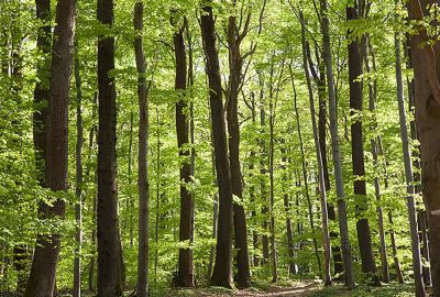 Le droit forestier : rédaction, sécurisation et contentieux