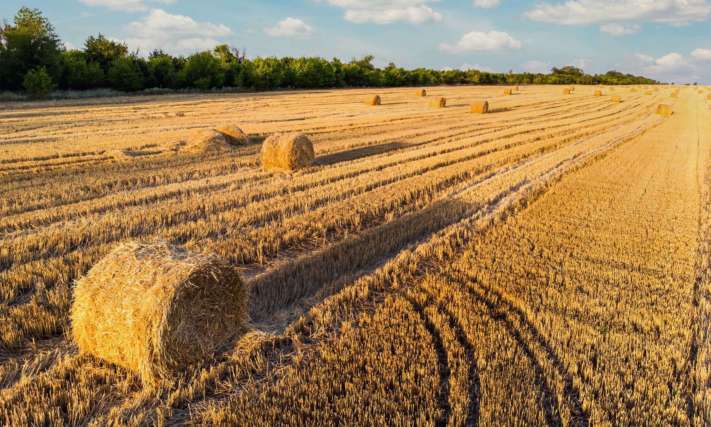 Bail rural : tout savoir